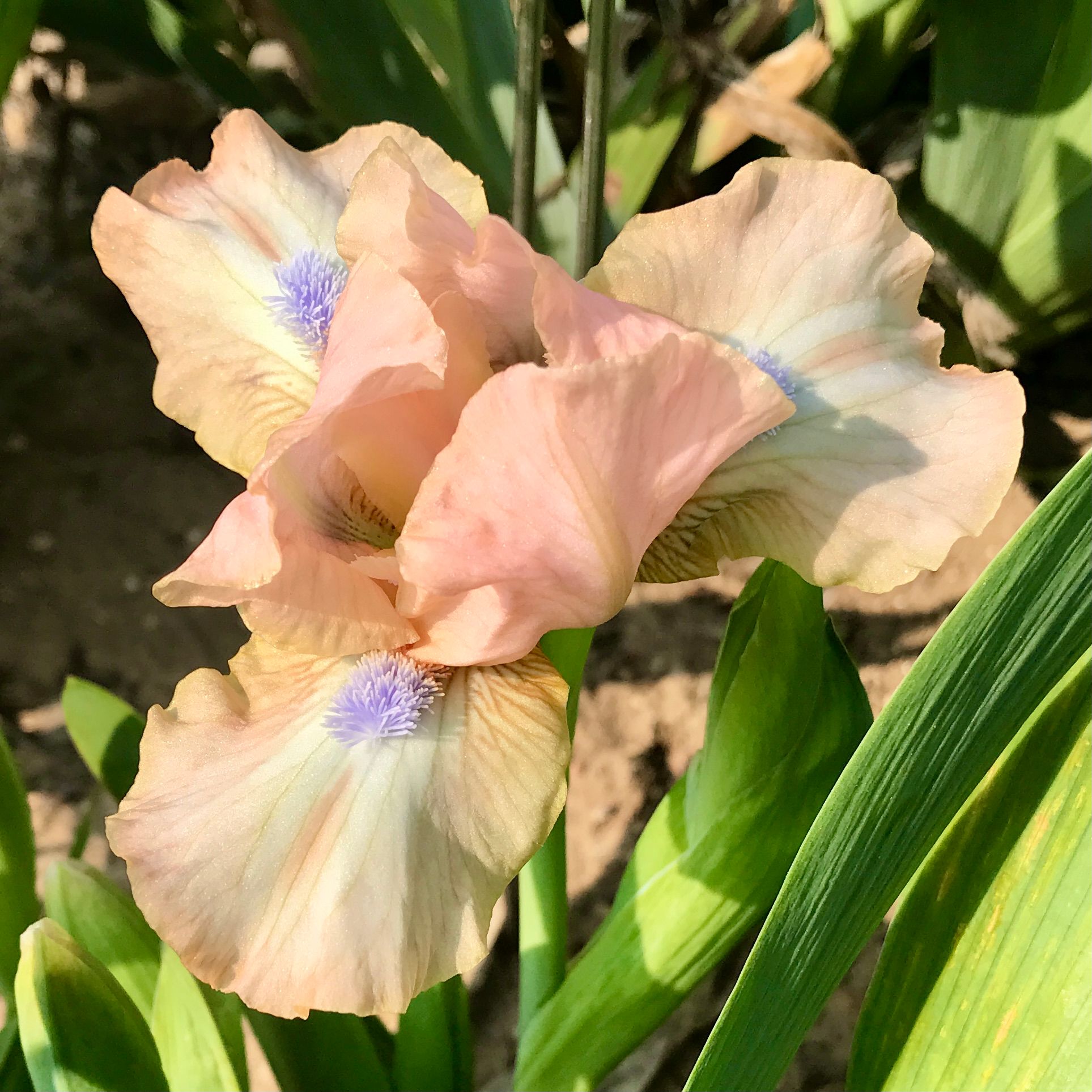 All Iris A-Z – Iris Catalog