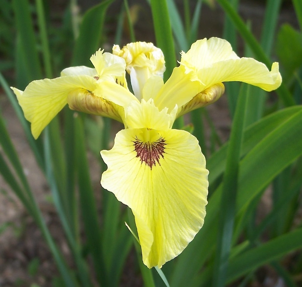 All Iris A-Z – Iris Catalog
