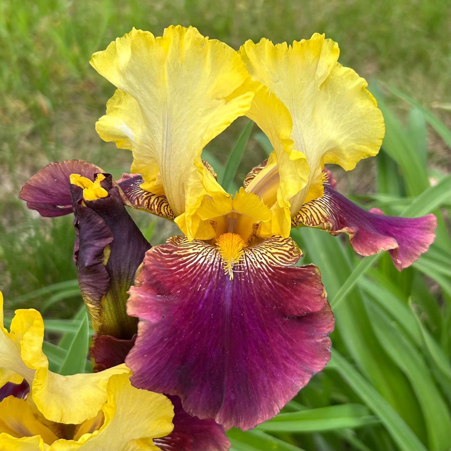 iris様オーダー品 All Iris A-Z – Iris Catalog