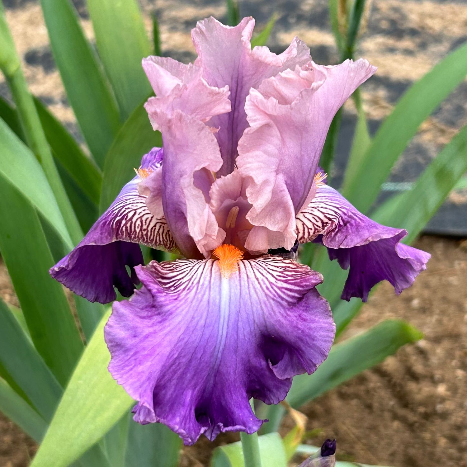 All Iris A-Z – Iris Catalog