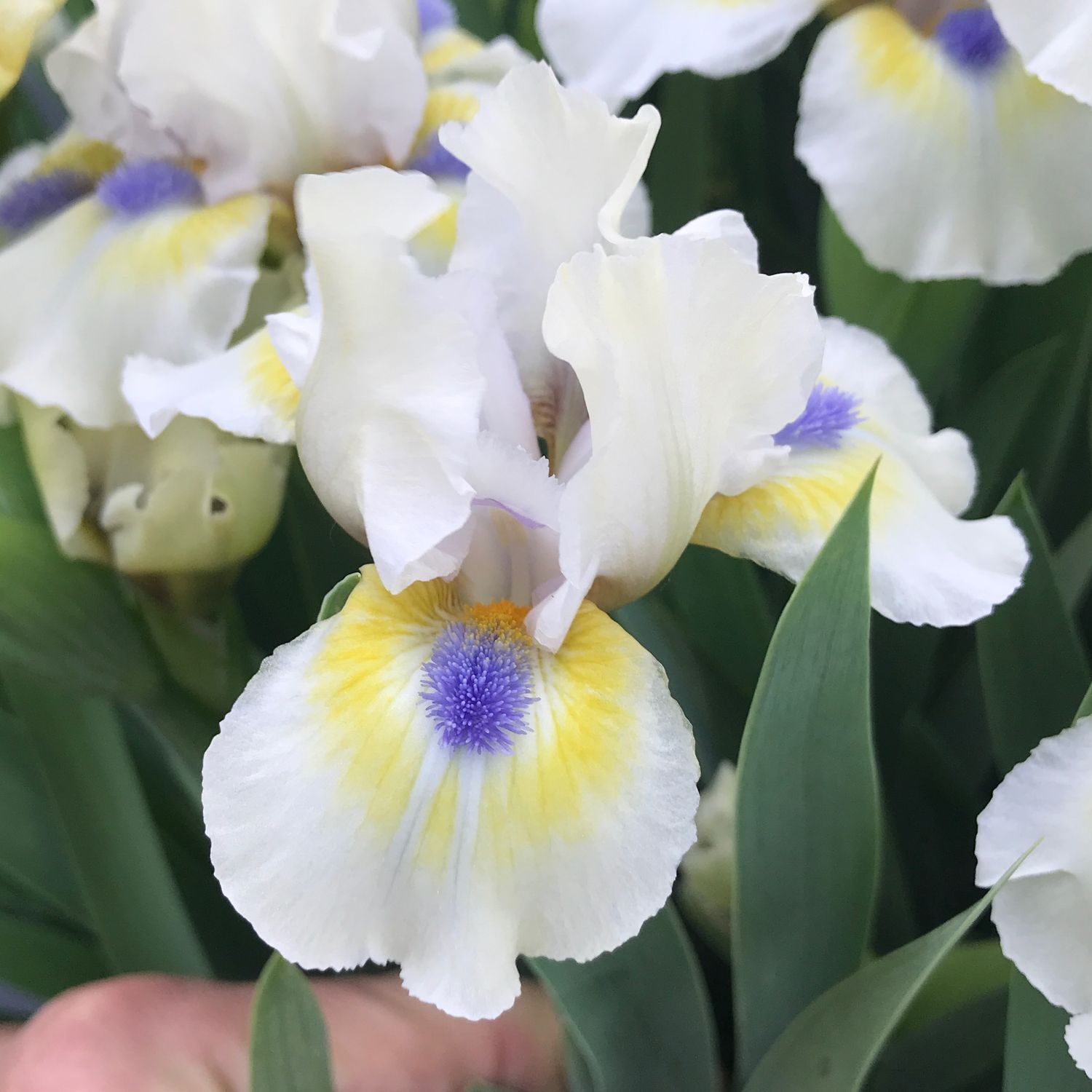All Iris A-Z – Iris Catalog