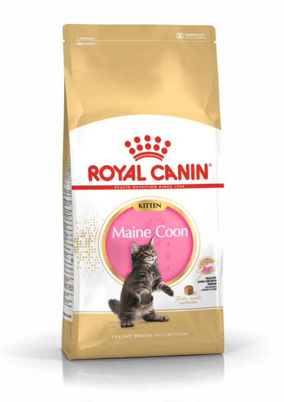 ROYAL CANIN Maine Coon Kitten Food (Weaning to 15 months)