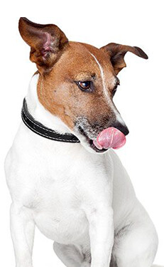 DOGS