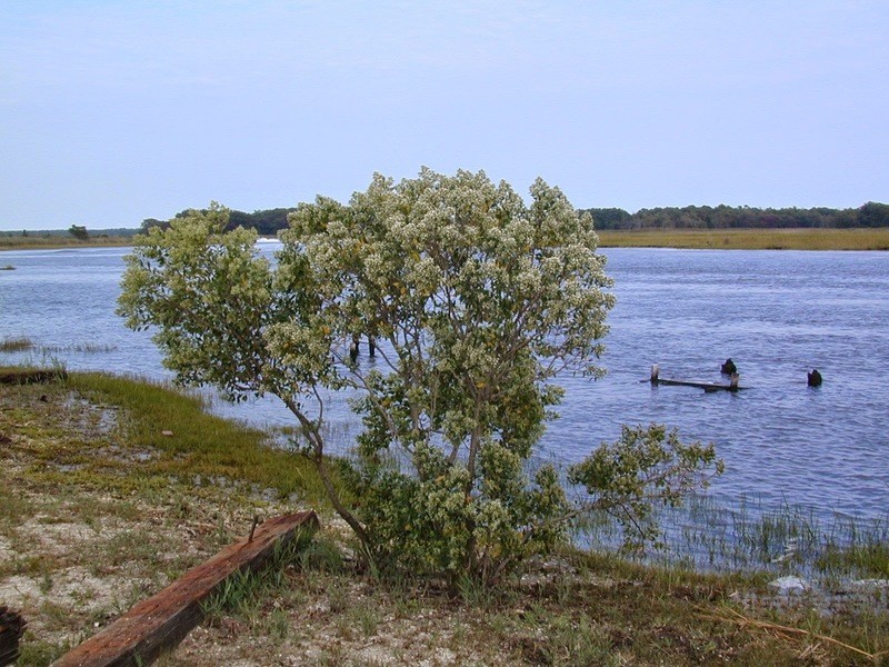 Baccharis halimifolia