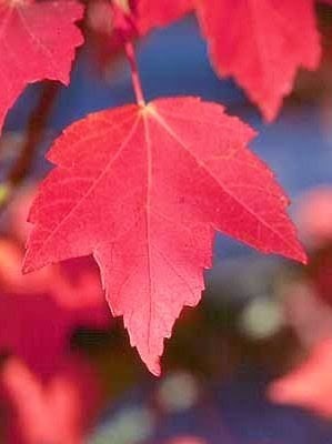 Acer rubrum