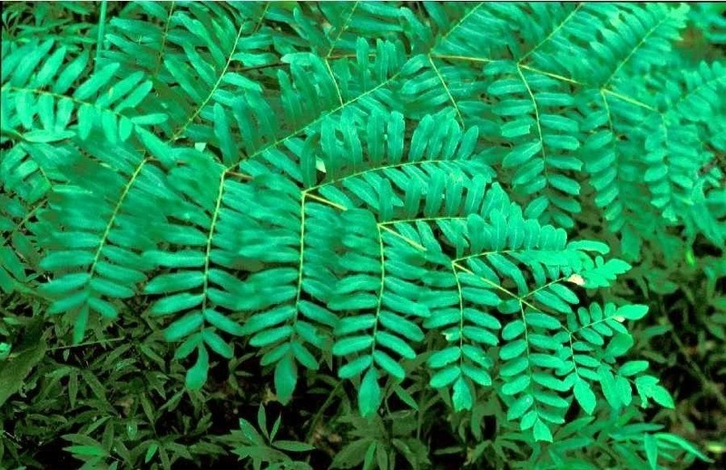 Osmunda regalis