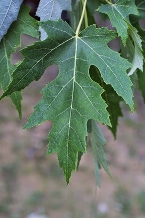 Acer saccharinum