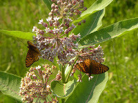 Asclepias syriaca