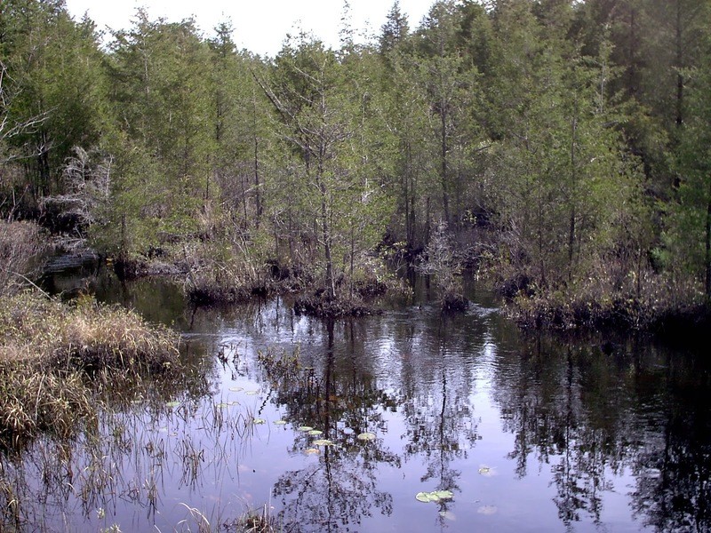 Chamaecyparis thyoides