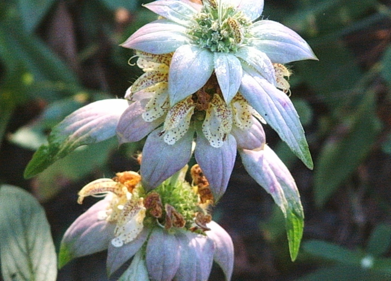 Monarda punctata