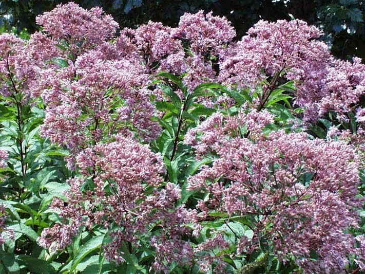 Eupatorium purpureum Eupatorium purpureum