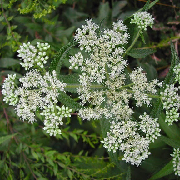 Eupatorium perfoliatum Eupatorium perfoliatum