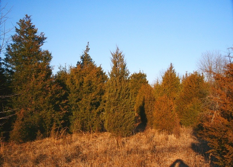 Juniperus virginiana Juniperus virginiana