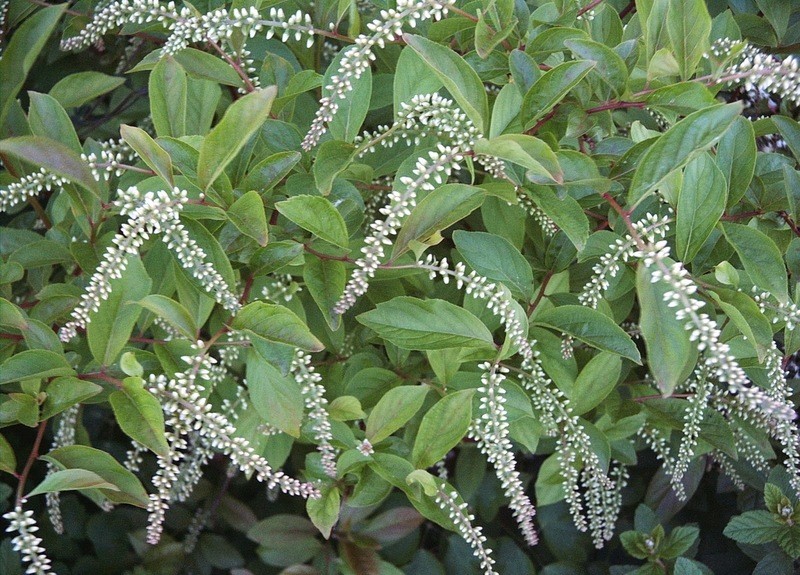 Itea virginica