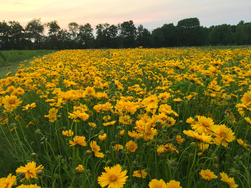 Coreopsis lanceolata