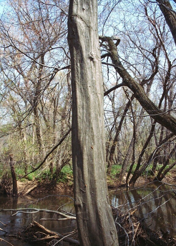 Carpinus caroliniana