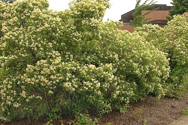 Cornus racemosa