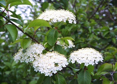 Viburnum prunifolium