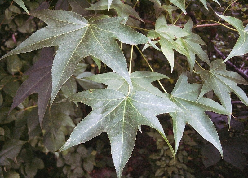 Liquidambar styraciflua