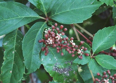 Parthenocissus quinquefolia