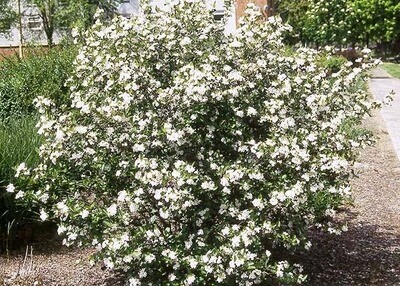 Photinia melanocarpa