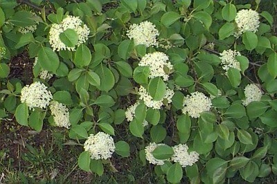 Viburnum lentago