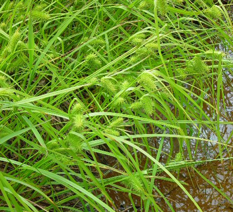 Carex lurida