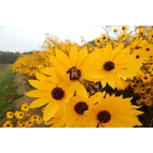 Helianthus angustifolius