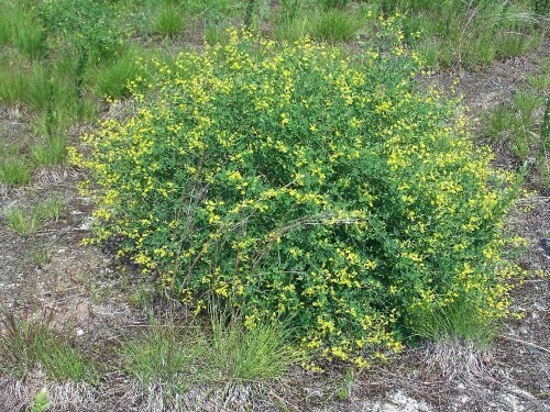Baptisia tinctoria