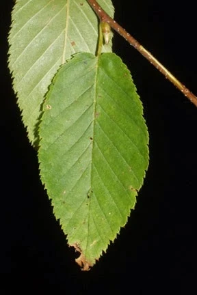 Betula lenta