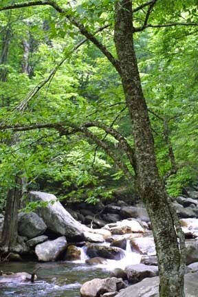 Betula allegheniensis