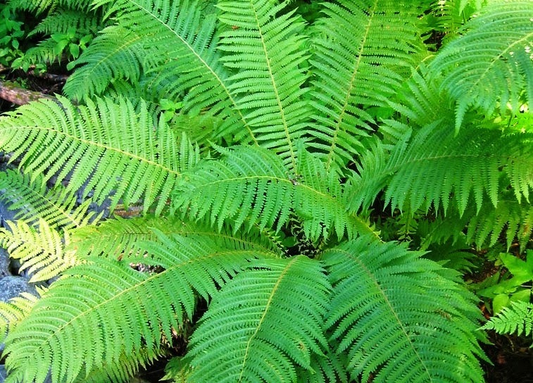 Matteuccia struthiopteris
