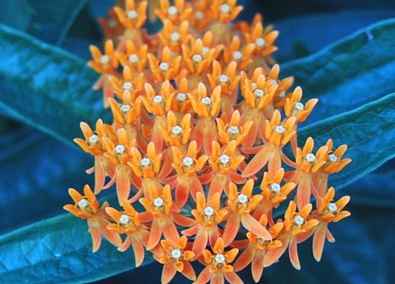 Asclepias tuberosa