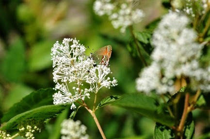 Ceanothus americanus