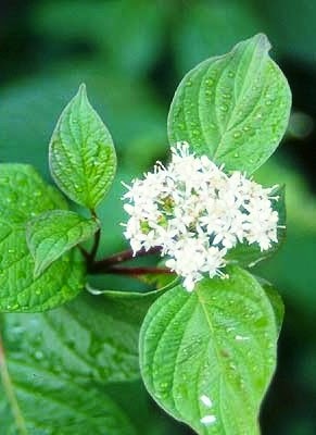 Cornus sericea