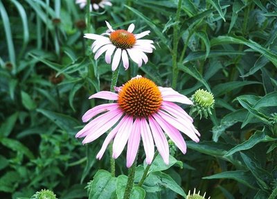 Echinacea purpurea