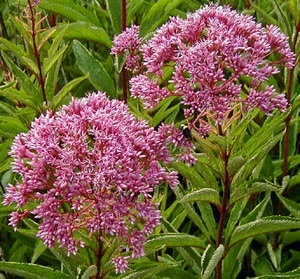 Eupatorium maculatum Eupatorium maculatum