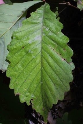 Quercus prinus