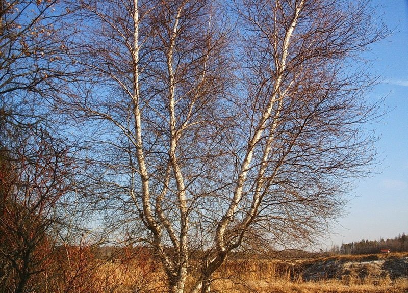 Betula populifolia