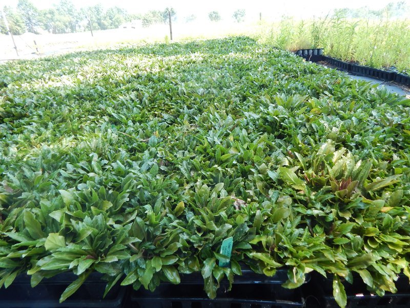 Pinelands Direct Native Plants