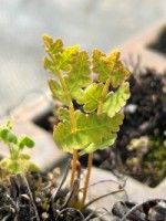 Dryopteris marginalis