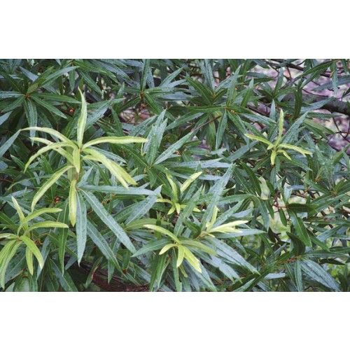 Quercus phellos