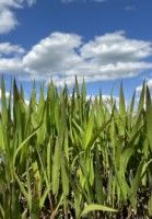 Chasmanthium latifolium