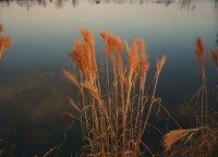 Andropogon glomeratus