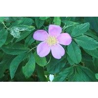 Rosa palustris