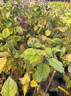 Callicarpa americana