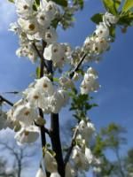 Halesia caroliniana Halesia caroliniana