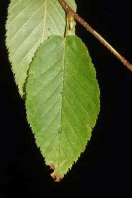 Betula lenta