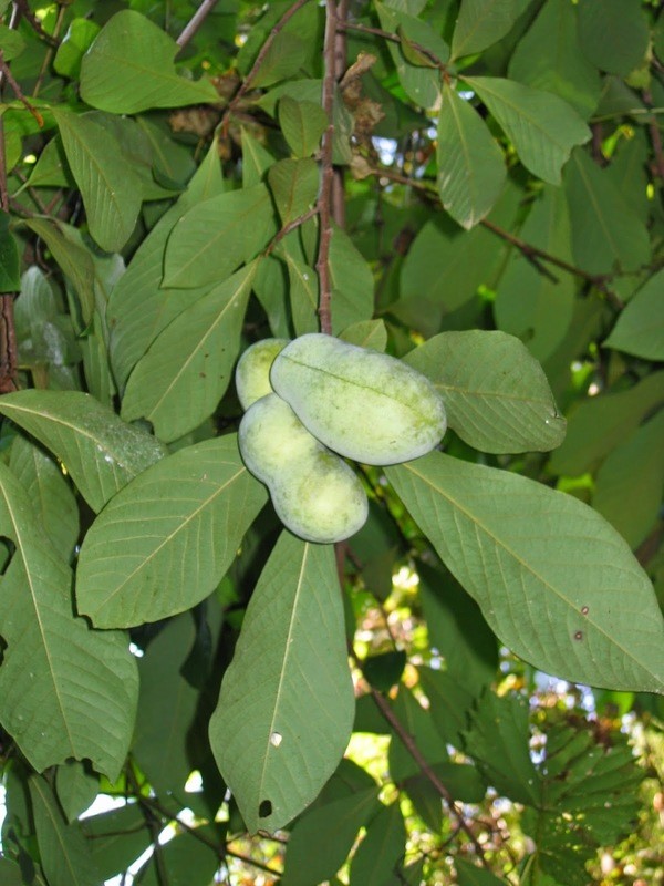 Asimina triloba
