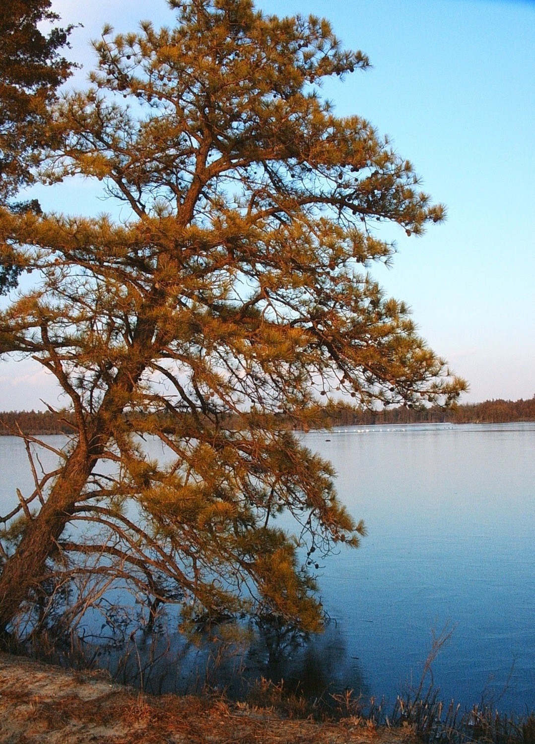 Pinus rigida